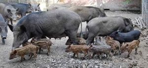 FB_IMG_1461499018801