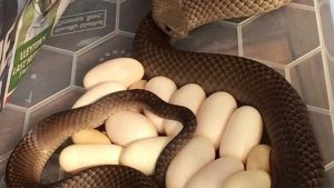 pic-1ডিমসহ-বিষাক্ত-সাপ-উদ্ধার-e1470558862508