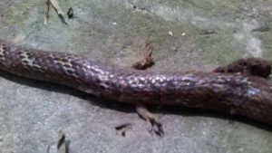 snake_with_leg1_24797_1473507162