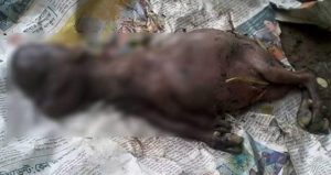 fb_img_1476283019906