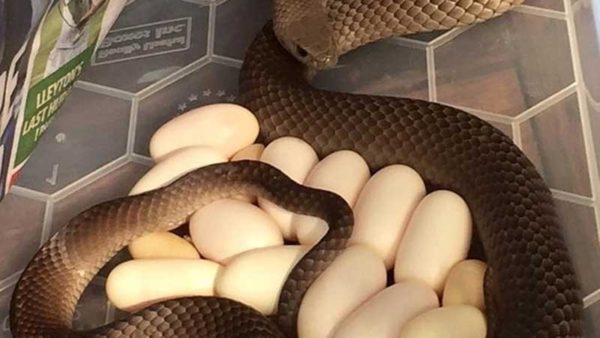 ডিমসহ বিষাক্ত সাপ ফ্রিজের তলা থেকে উদ্ধার!
