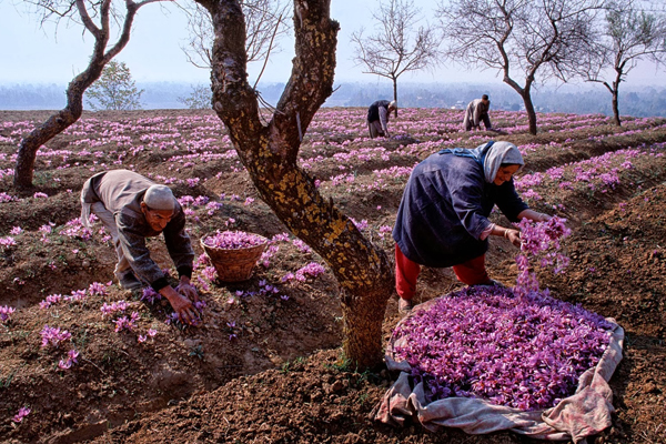 হারানো স্মৃতি ফিরিয়ে দেবে জাফরান