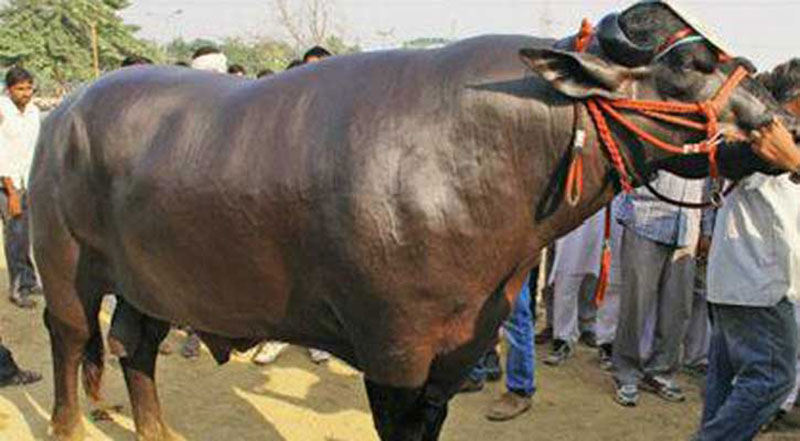 যুবরাজের মুল্য ৯ কোটি টাকা