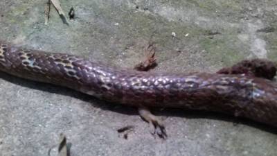 দুই পা বিশিষ্ট সাপ!