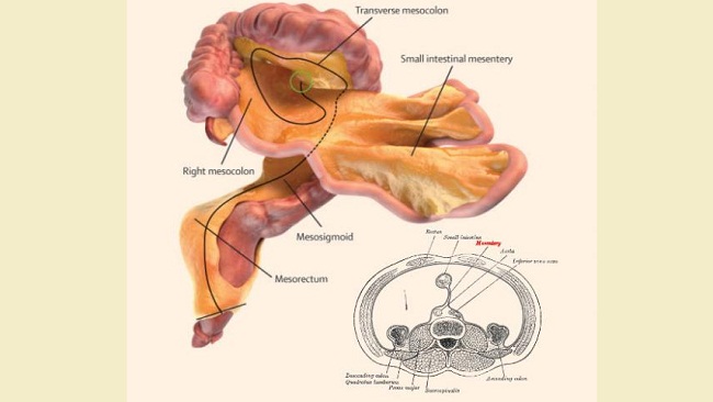 মানব শরীরে নতুন অঙ্গ আবিষ্কার!